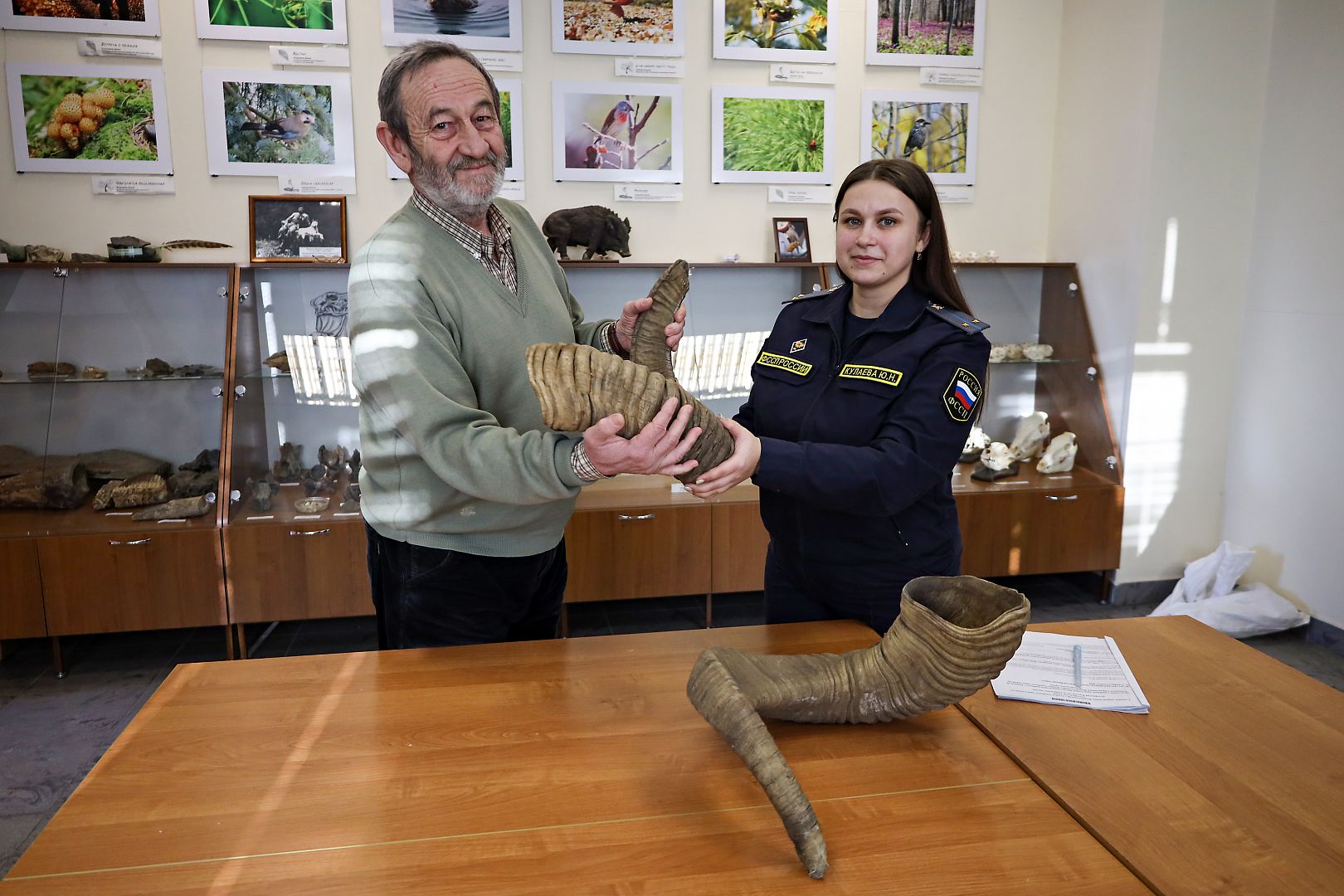 Судебные приставы передали чехлы рогов краснокнижного горного барана в «Музей природы» Алтайского госуниверситета.